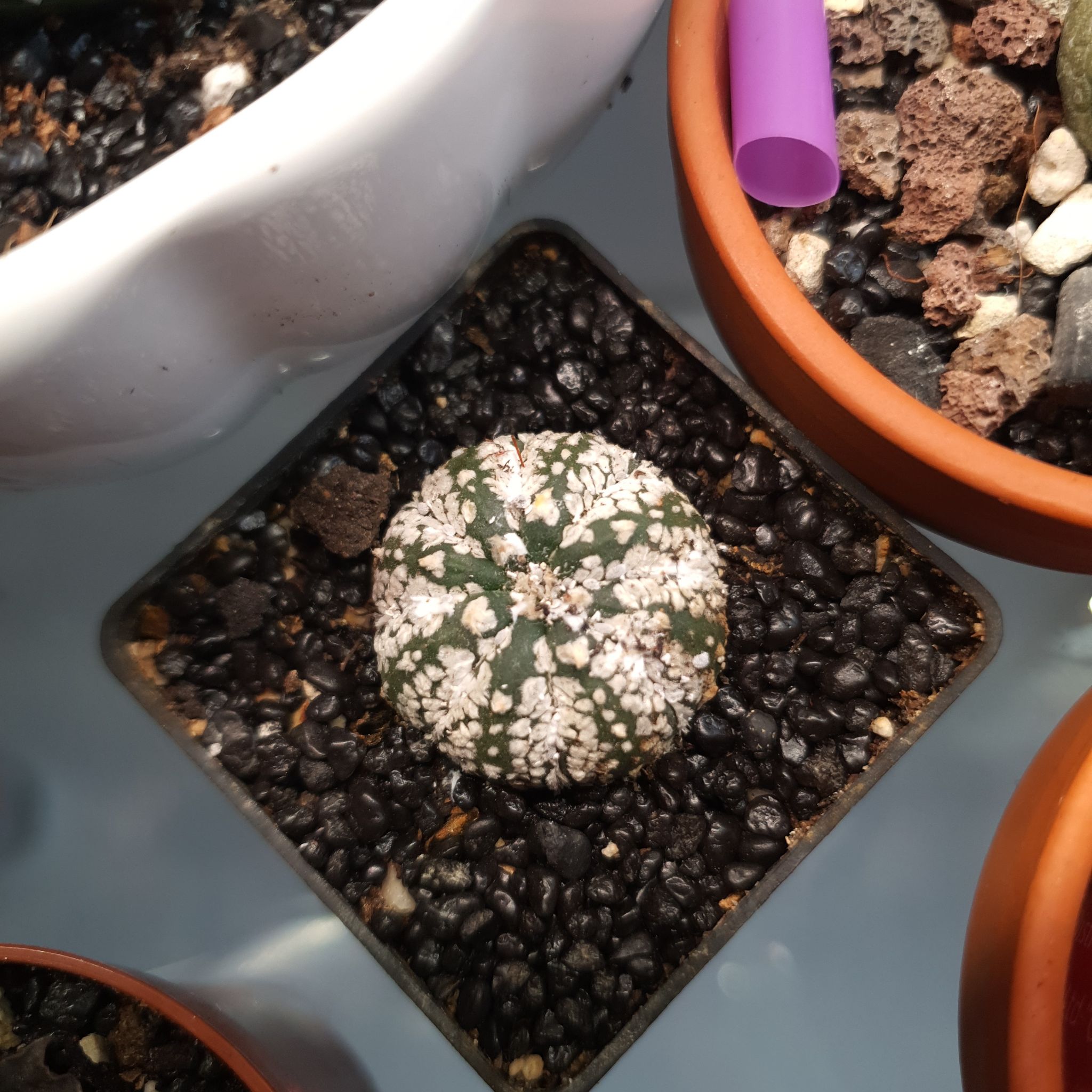 Photo of the plant species Astrophytum asterias 'Kabuto' by @NativeBookaloe named Leaf Erickson on Greg, the plant care app