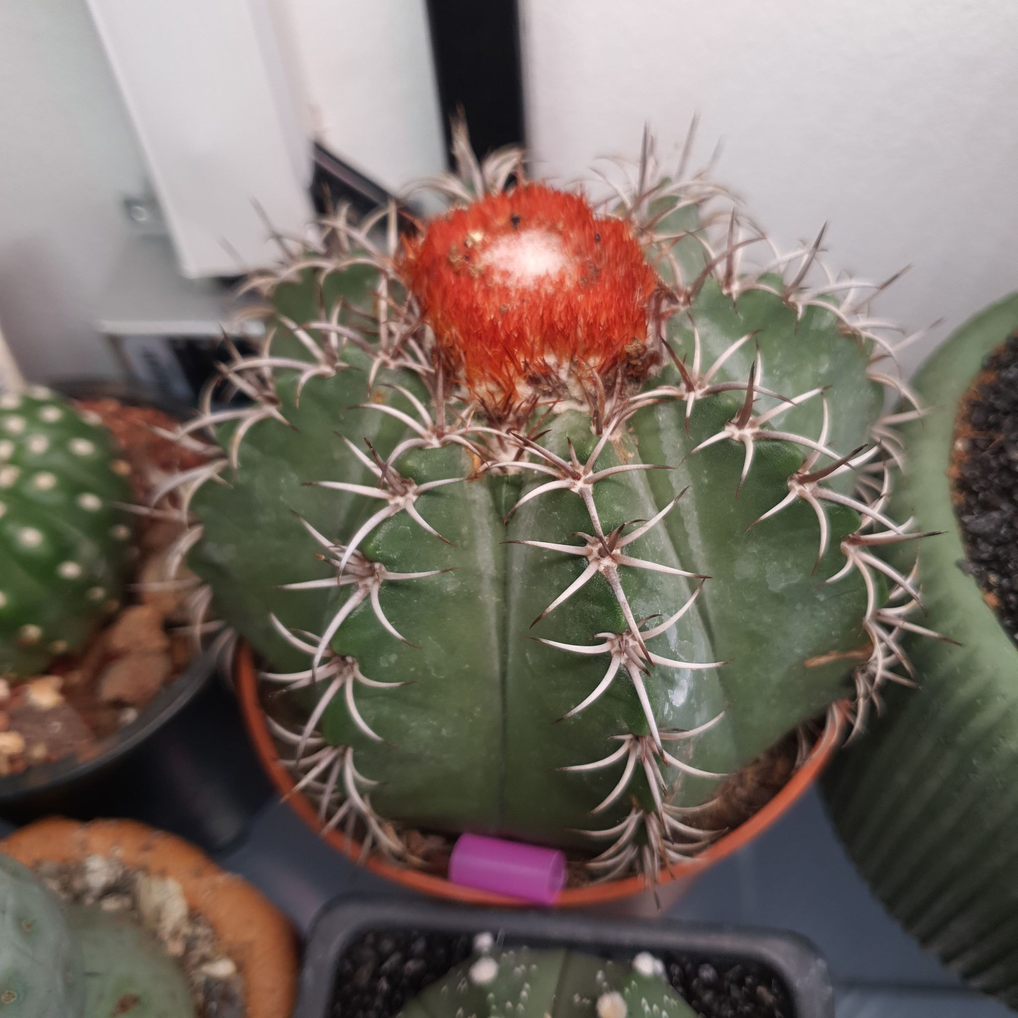 Photo of the plant species Melocactus violaceus by @NativeBookaloe named Miley on Greg, the plant care app