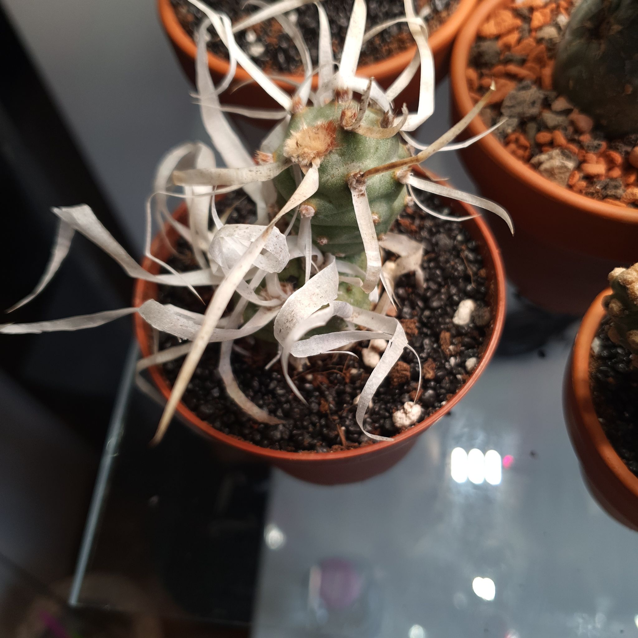 Paper Spine Cactus in a small pot with visible soil and white spines.