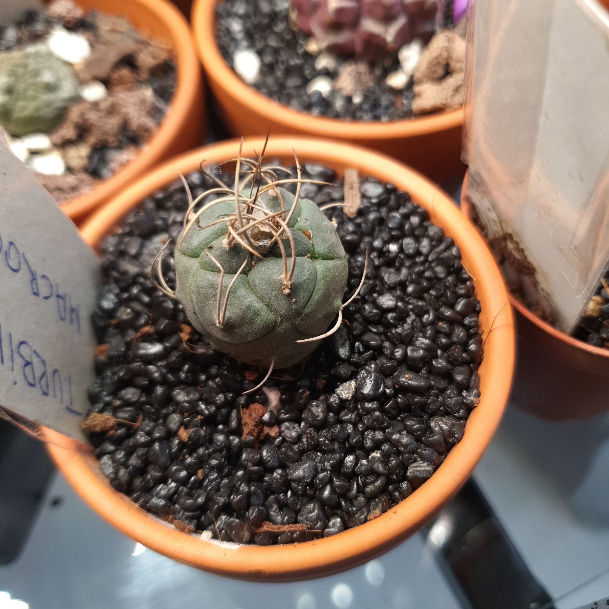 Turbinicarpus schmiedickeanus cactus in a pot with visible soil, well-framed and in focus.
