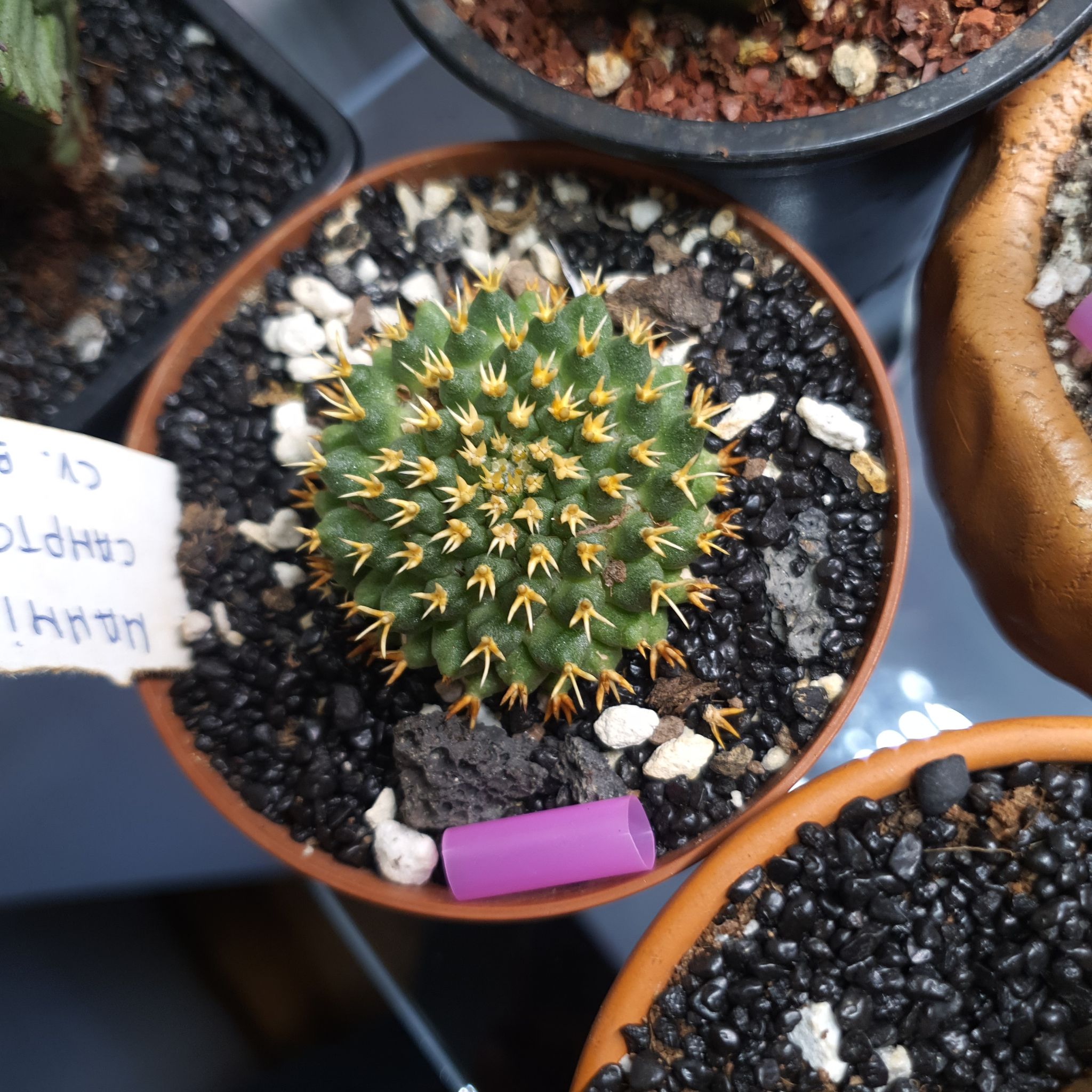Photo of the plant species Bird's Nest Mammillaria by @NativeBookaloe named Aristotle on Greg, the plant care app