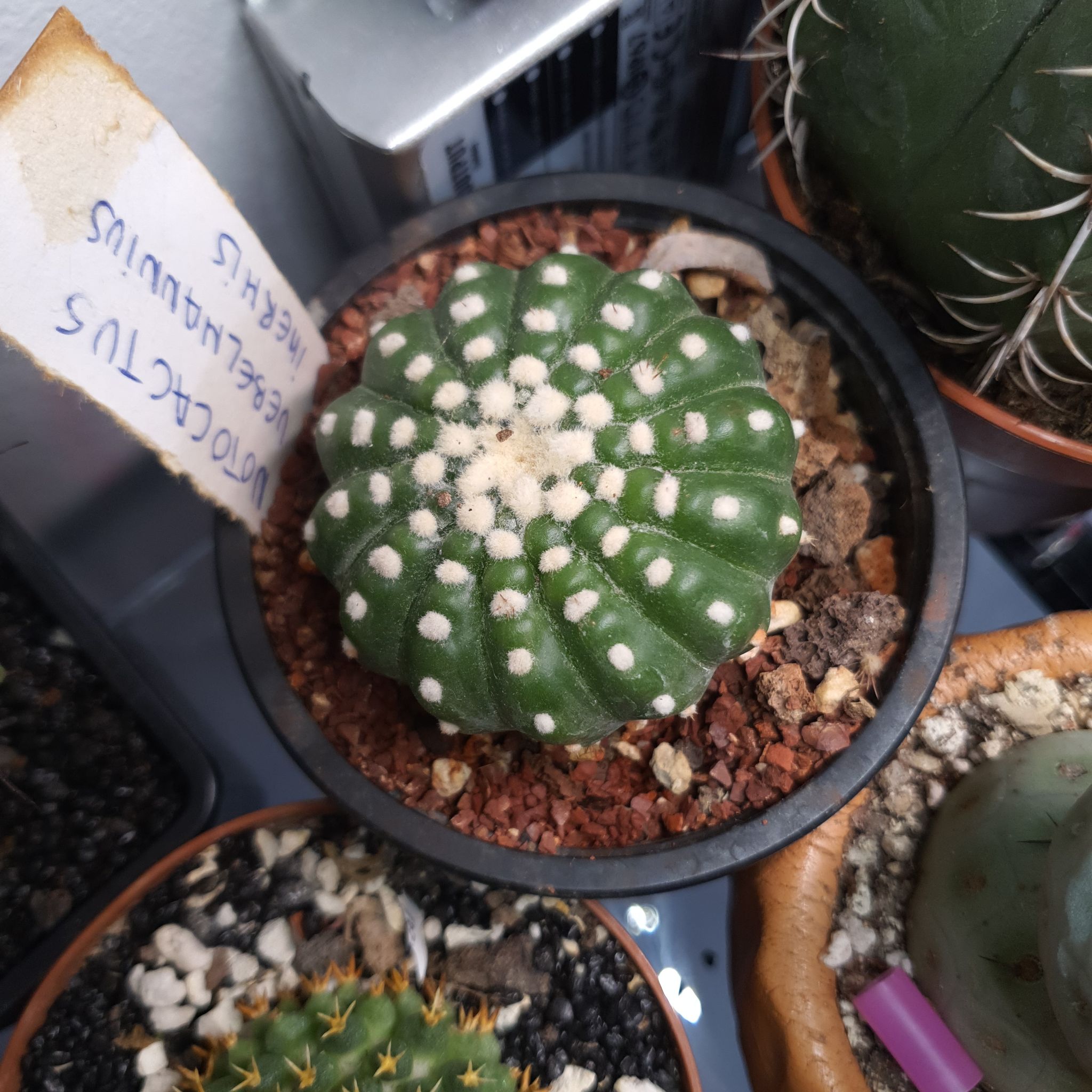 Photo of the plant species spike by @NativeBookaloe named Rosa on Greg, the plant care app