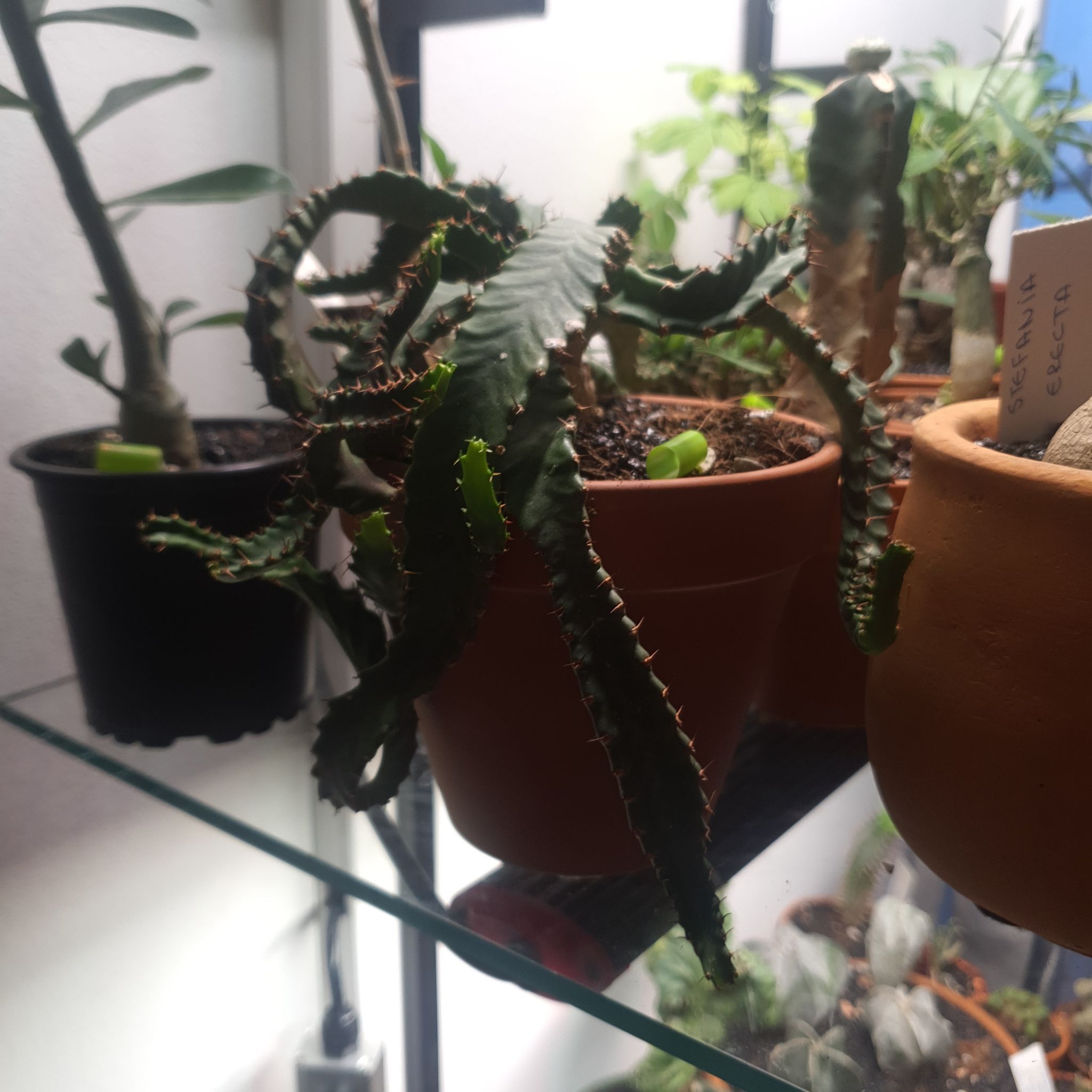 Photo of the plant species medusa euphorbia by @NativeBookaloe named Stela on Greg, the plant care app