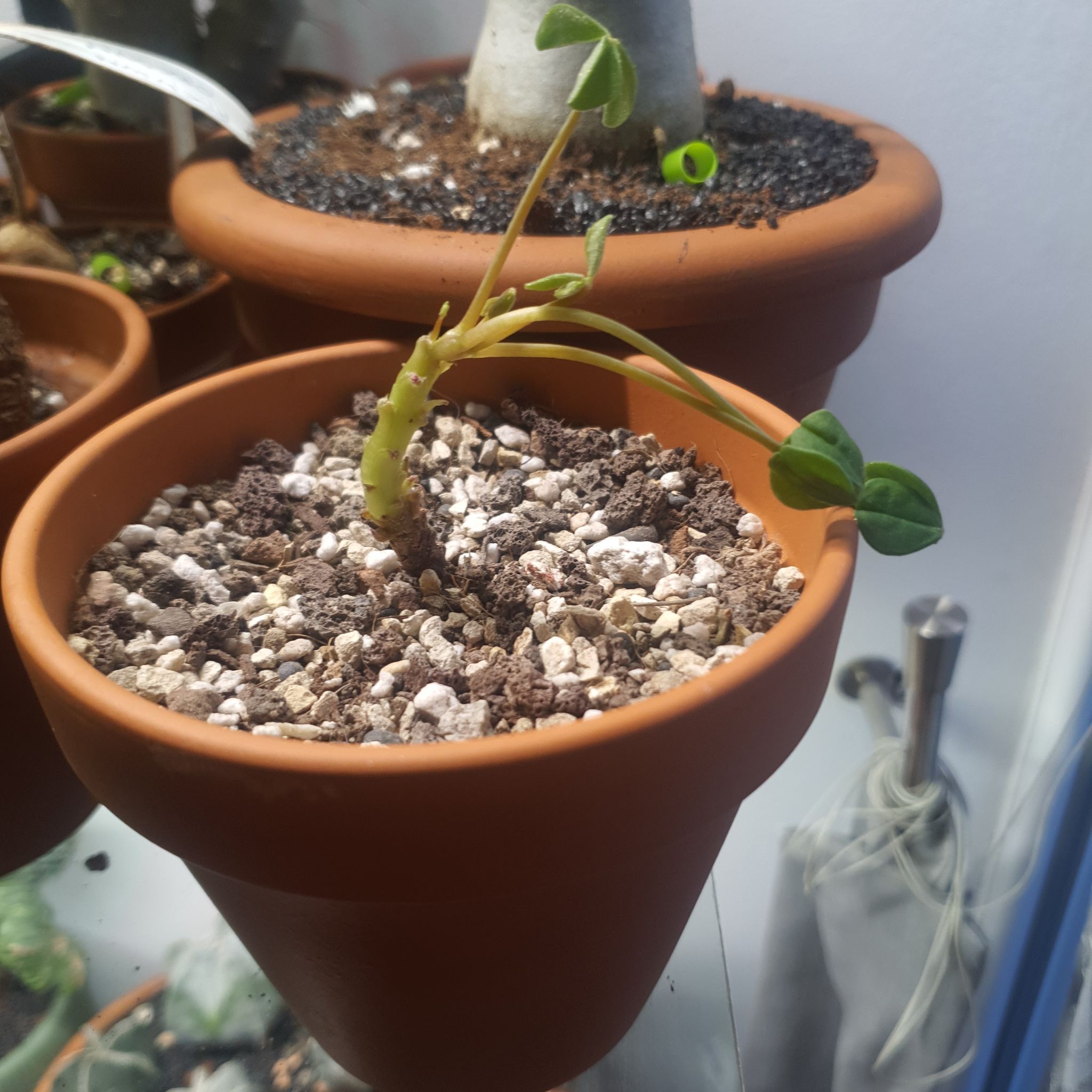 Photo of the plant species Galapagos Sorrel by @NativeBookaloe named Oxalis on Greg, the plant care app