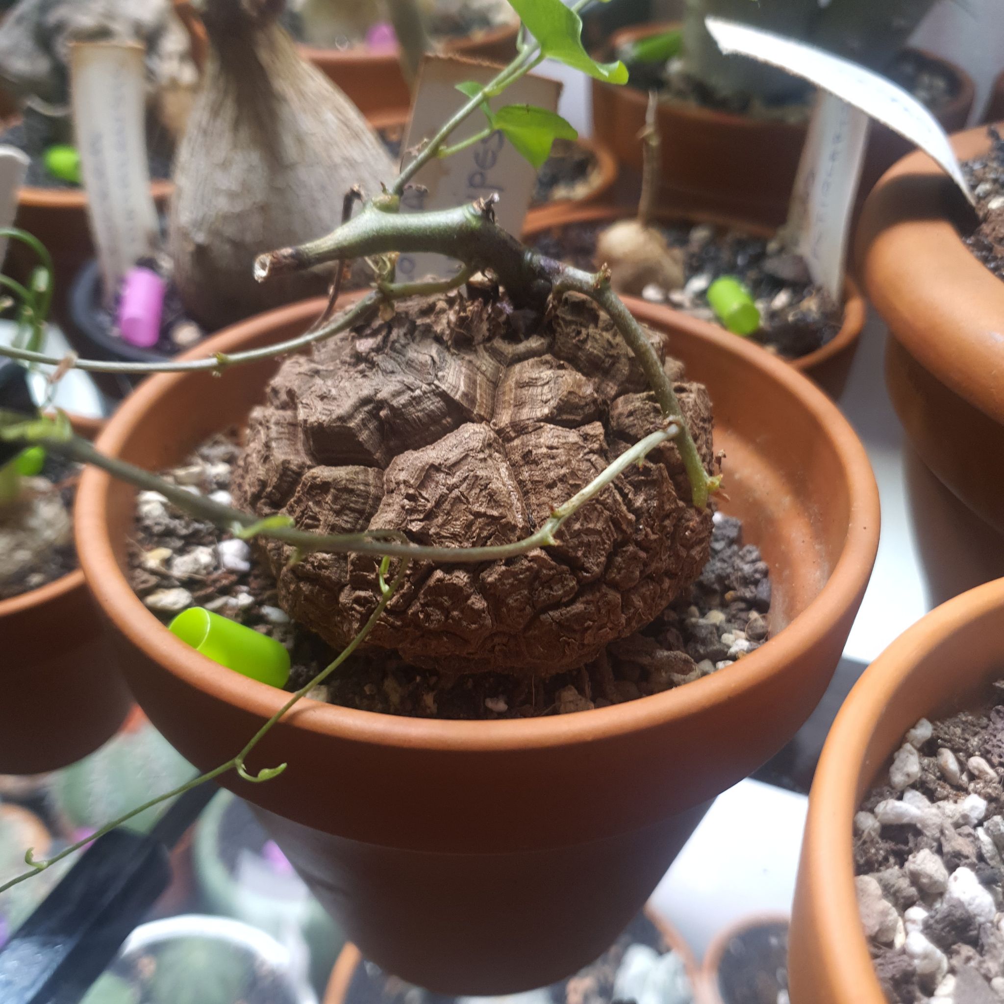 Potted Hottentot Bread (Dioscorea elephantipes) with a large, textured caudex.