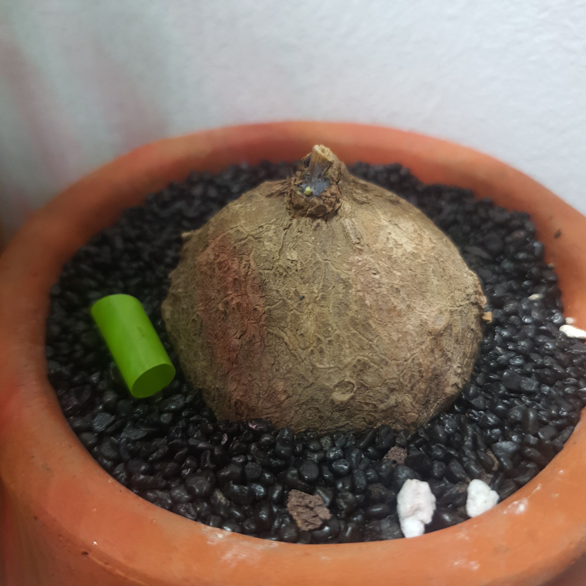 Potted Stephania erecta plant with a bulb-like structure and black pebble soil.