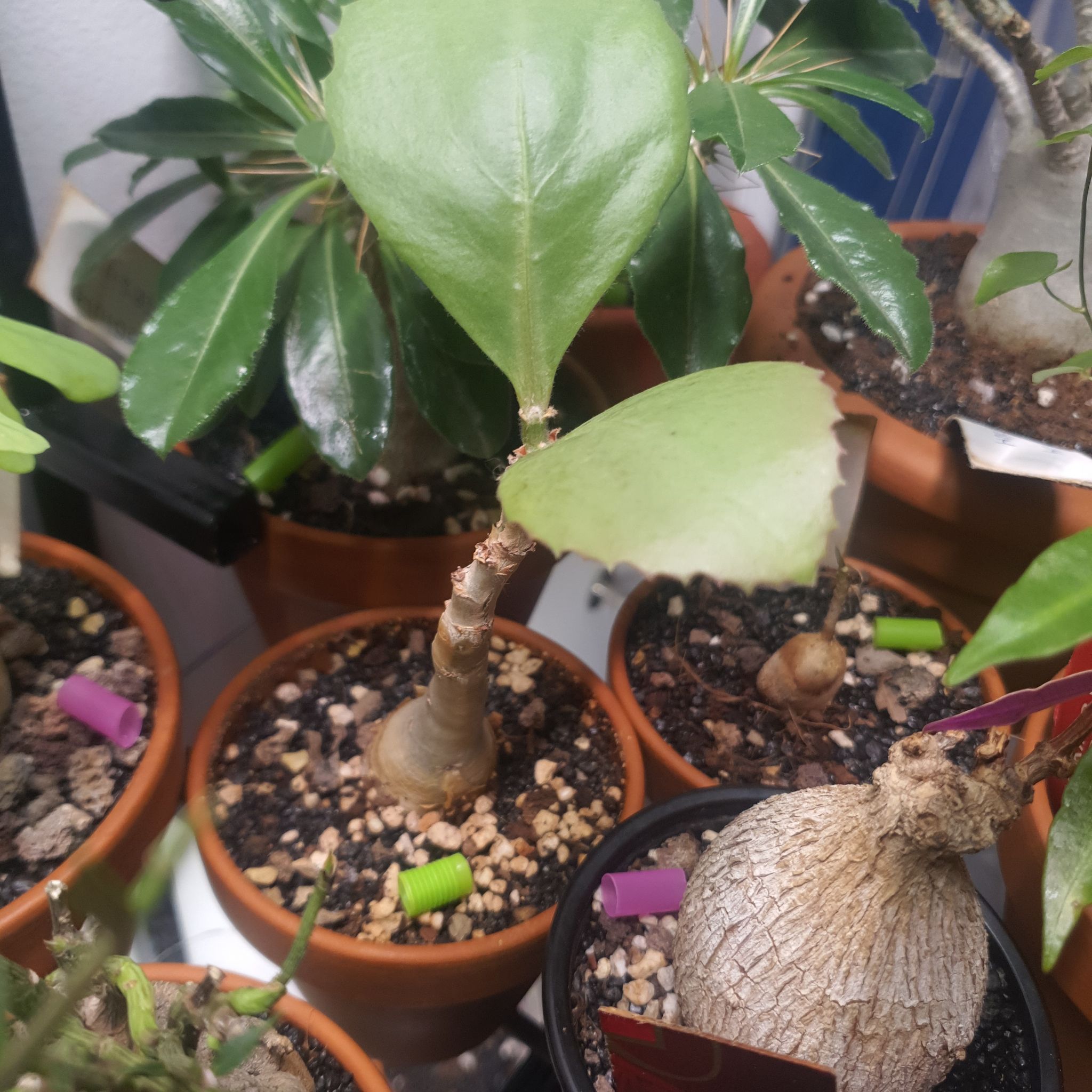 Photo of the plant species Butter Bush by @NativeBookaloe named Uter on Greg, the plant care app