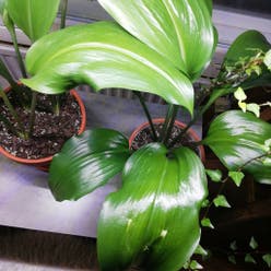 Amazon Lily plant