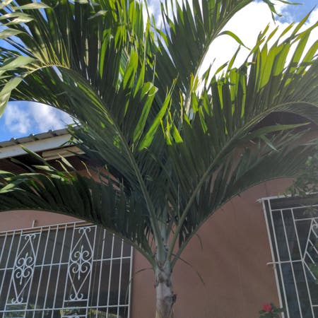 Photo of the plant species Christmas Palm by Holygymealily named Aaa on Greg, the plant care app