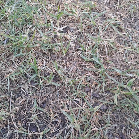 Photo of the plant species Stenotaphrum Secundatum by Foxyokra named grass on Greg, the plant care app
