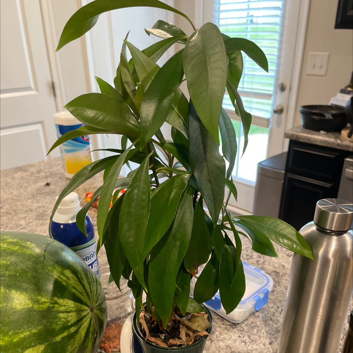 Shoebutton plant on a kitchen counter with healthy green leaves.