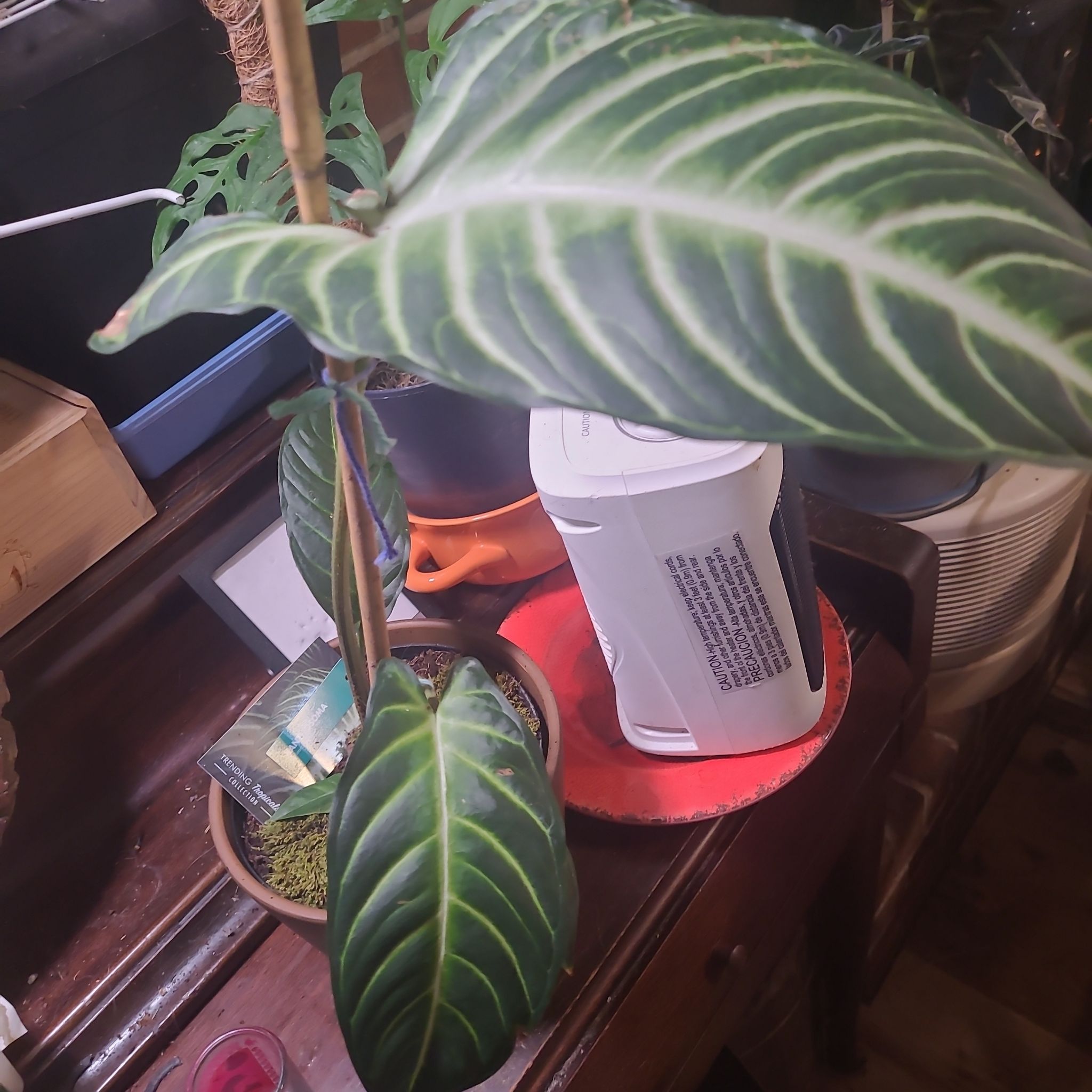 Plant care for Xanthosoma on Greg, the plant care app