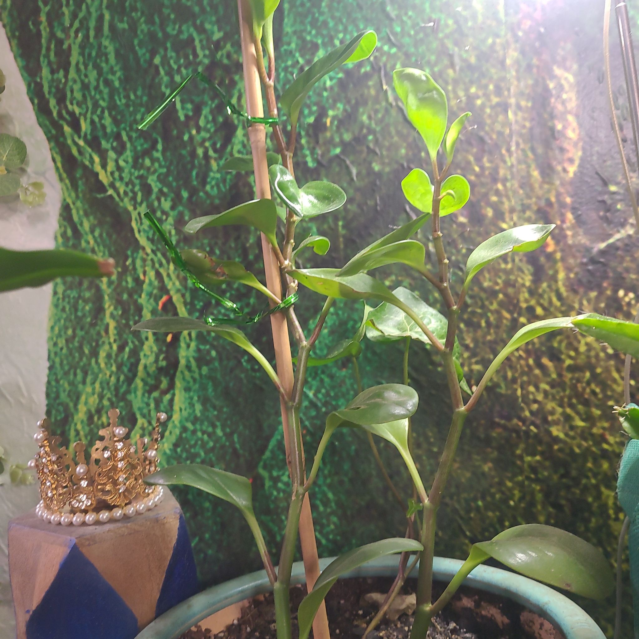 Photo of the plant species Rubber Vine by @NoblyOkra named Kendall on Greg, the plant care app