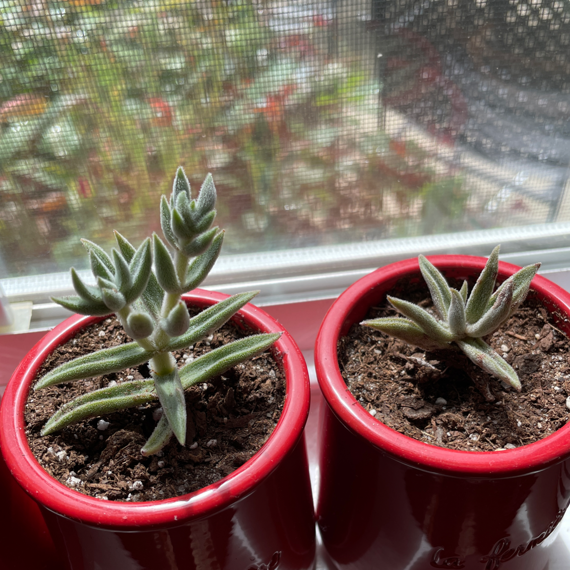 Photo of the plant species Crassula justi-corderoyi by @rinnyb19 named Twins on Greg, the plant care app
