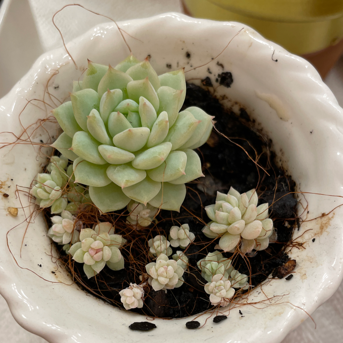 Prolific Echeveria succulent in a white pot with several offshoots.
