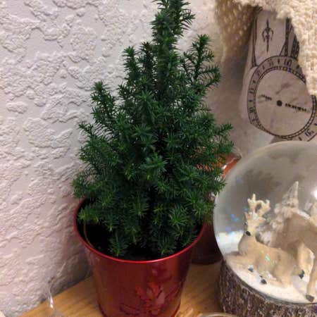 Photo of the plant species False Cypress by Yevefeijoa named Seedy on Greg, the plant care app