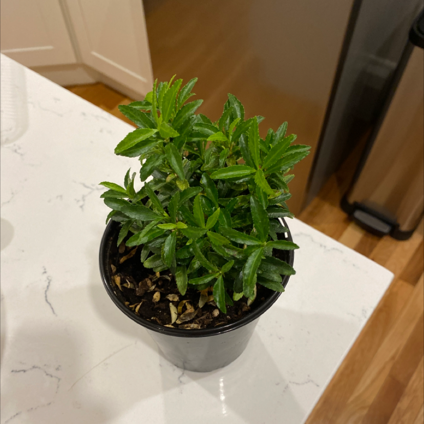 Photo of the plant species Japanese Spindle 'Gold Queen' by Dan named Balto on Greg, the plant care app