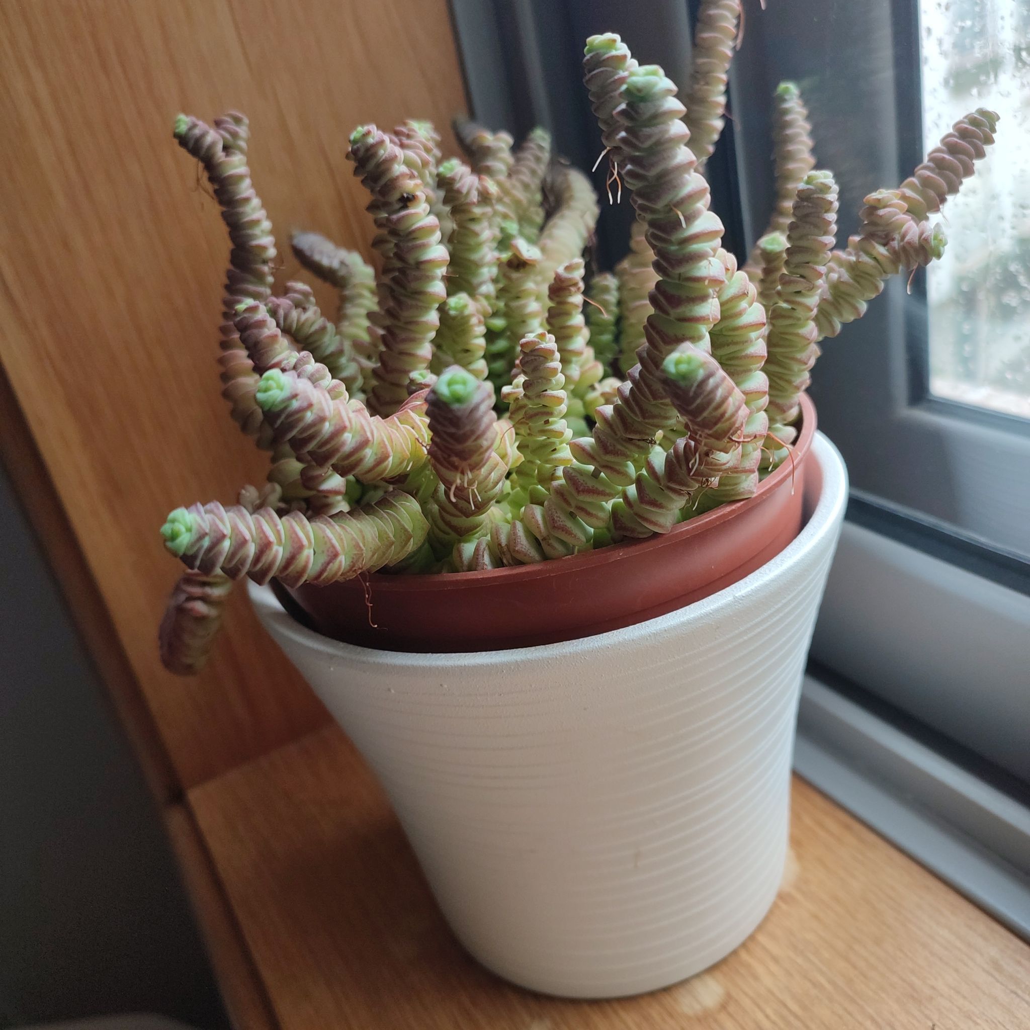Photo of the plant species String of Buttons by @NativeScaldweed named Treeyoncé on Greg, the plant care app
