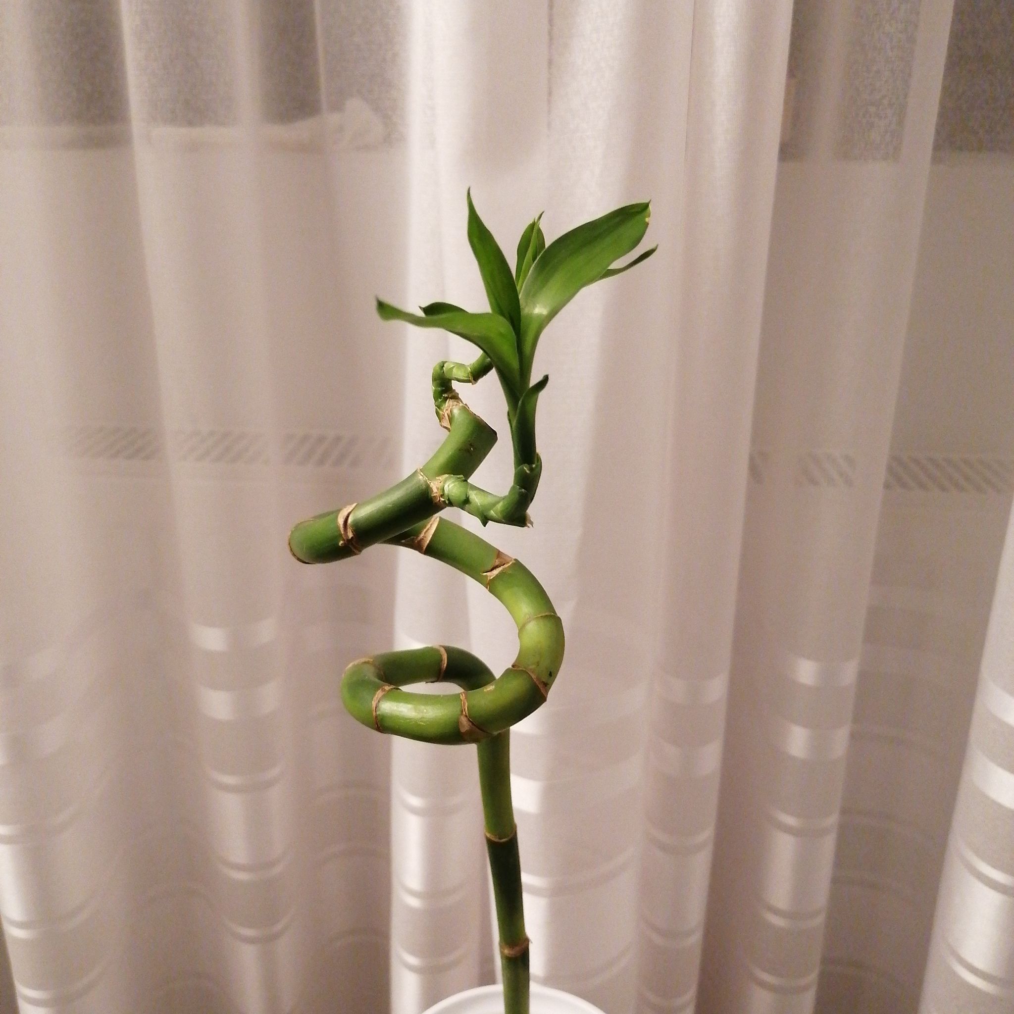 Photo of the plant species Lucky Bamboo by @Delphi named Plato on Greg, the plant care app