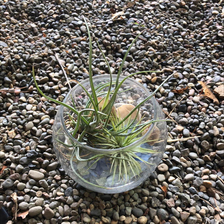 Small Ballmoss plant in a clear glass container on a bed of pebbles.