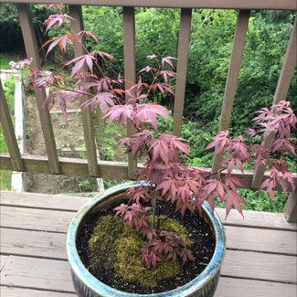 Japanese Maple plant in Astoria, Oregon