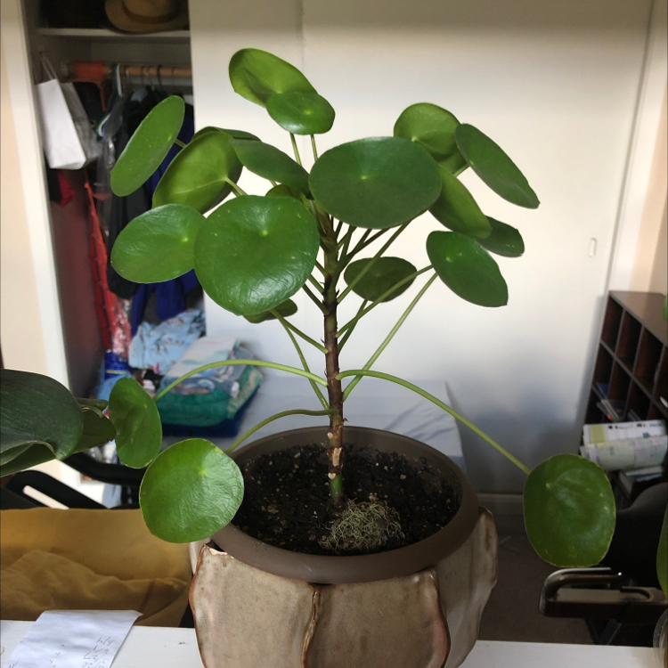 Chinese Money Plant plant photo by @kateverte named ruby on Greg, the plant care app.