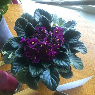 Kenyan Violet plant in Astoria, Oregon