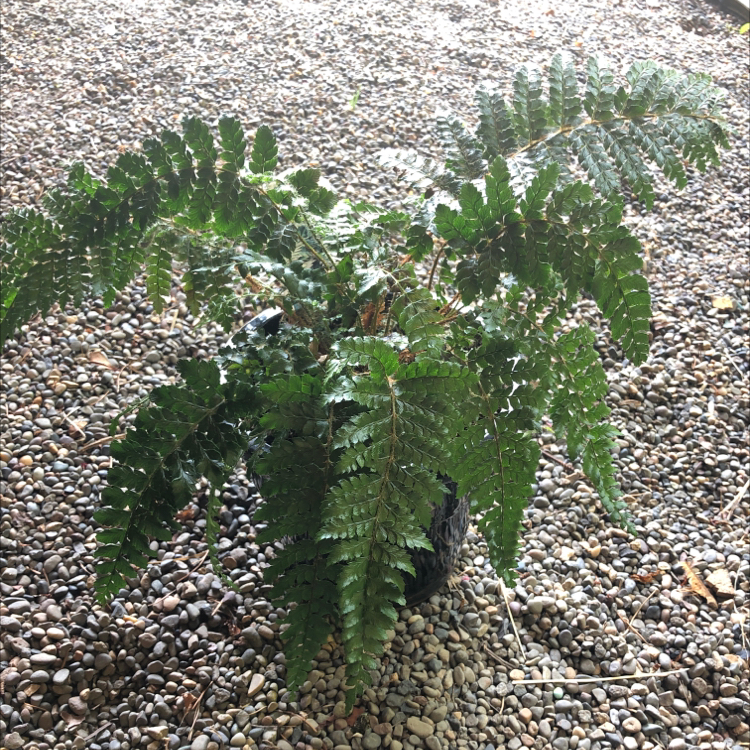 Japanese Lace Fern plant photo by @kateverte named jasper on Greg, the plant care app.