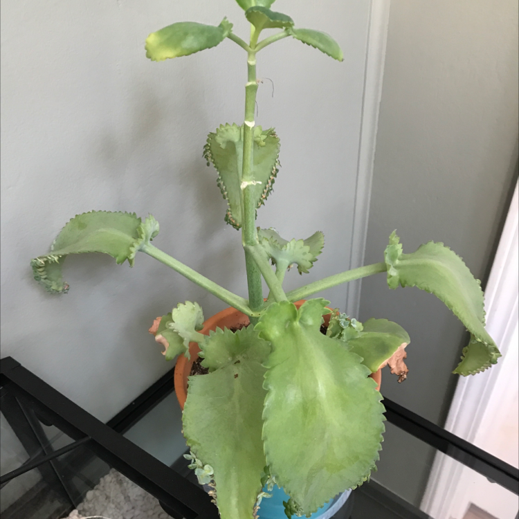Healthy Mother of Thousands succulent plant with vibrant green serrated leaves and small plantlets growing along the edges.