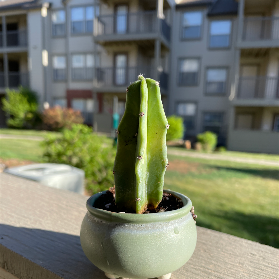 A healthy Blue Myrtle Cactus in a small pot, placed outdoors with a residential building in the background.