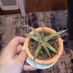 Dyckia Marnier Lapostollei | A plant by @Candiss on Greg Dyckia Marnier Lapostollei | A plant by @Candiss on Greg