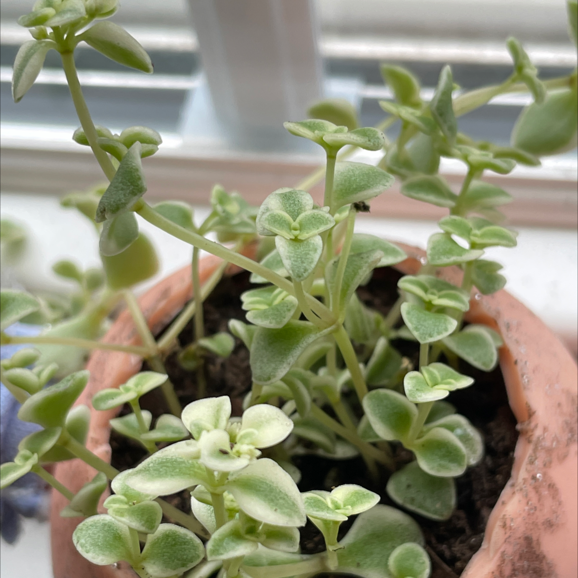 Potted Crassula pellucida succulent with heart-shaped pink and cream variegated leaves, in good health on a windowsill.