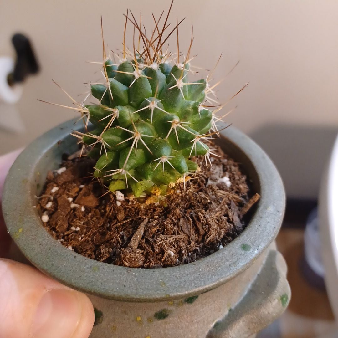 Photo of the plant species Mammillaria Melanocentra by @ExactRedflax named Kobe on Greg, the plant care app