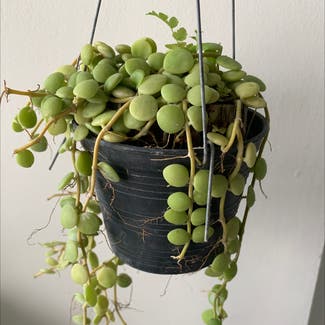 String of Pearls plant in Kallang, Singapore