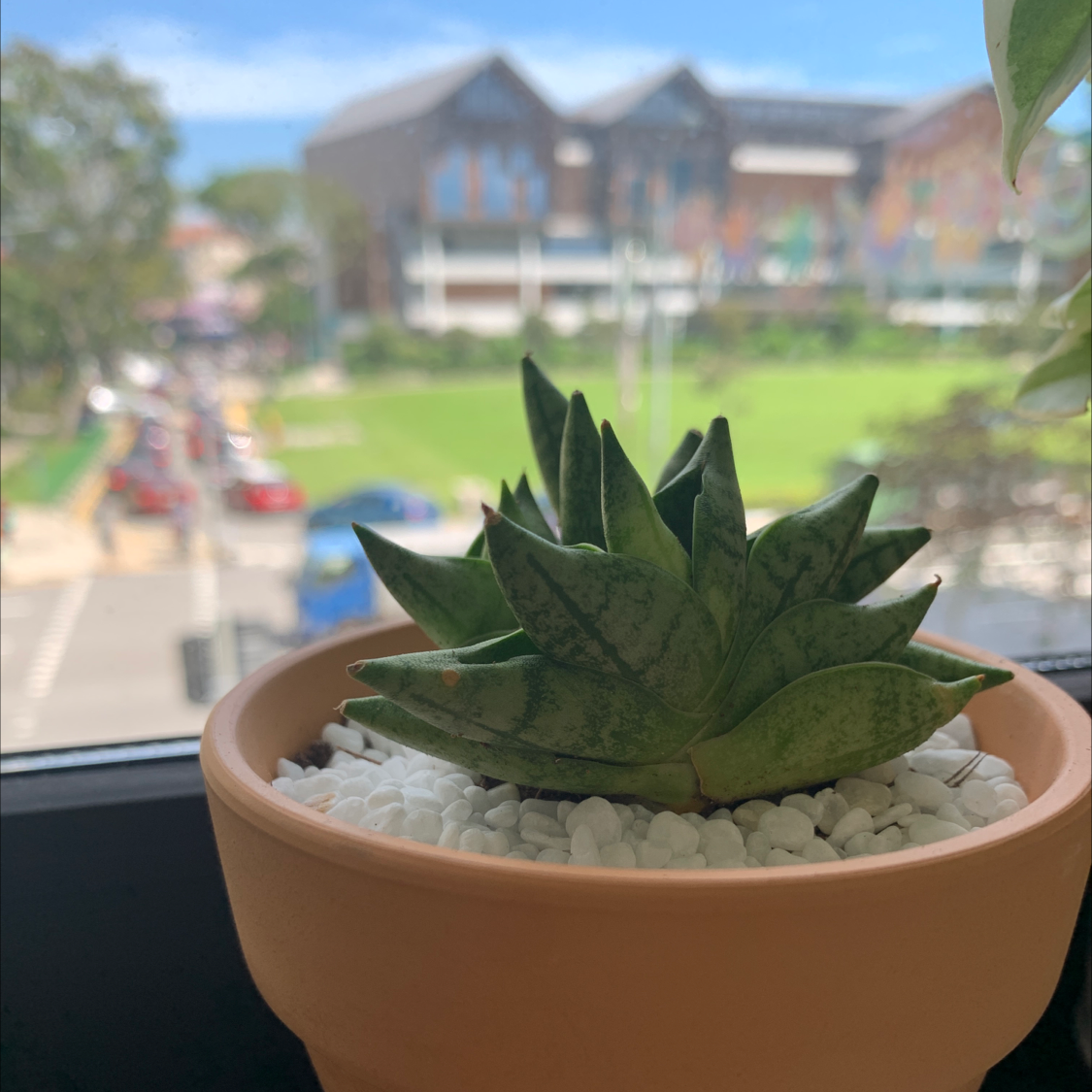 Starfish Snake Plant in a terracotta pot with white pebbles, placed on a windowsill.