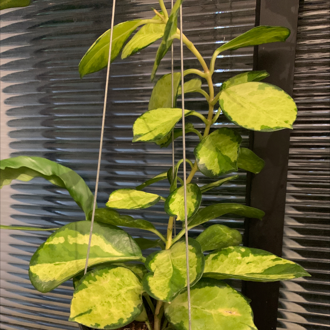 Hoya 'Lisa' plant with variegated leaves, healthy and vibrant.