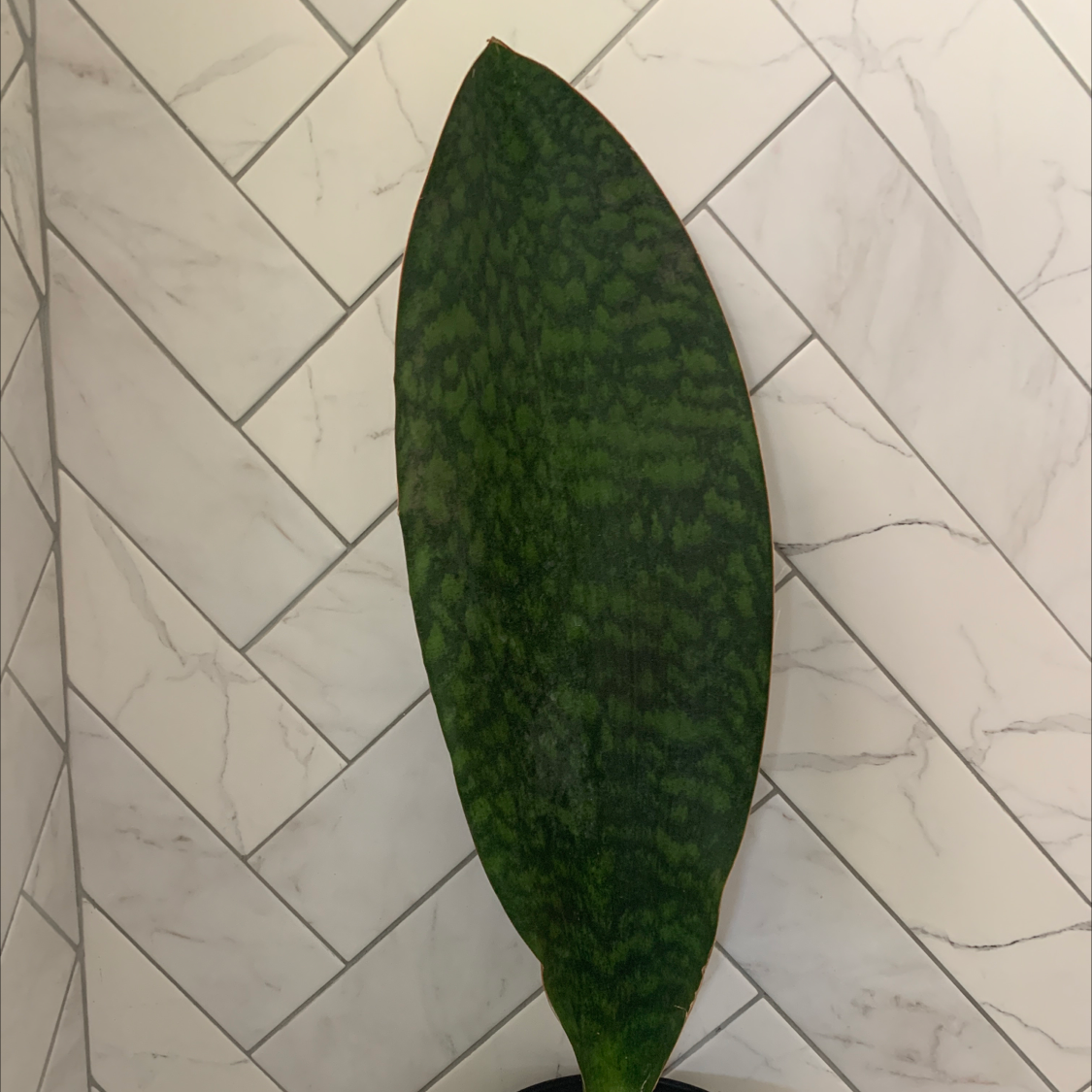 Image of a healthy Whale Fin Snake Plant with a single large leaf against a tiled wall.