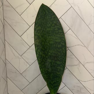 Whale Fin Snake Plant plant in Kallang, Singapore