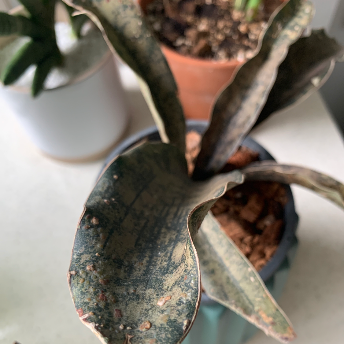 Photo of the plant species Coppertone Snake Plant by @vera named Copper on Greg, the plant care app