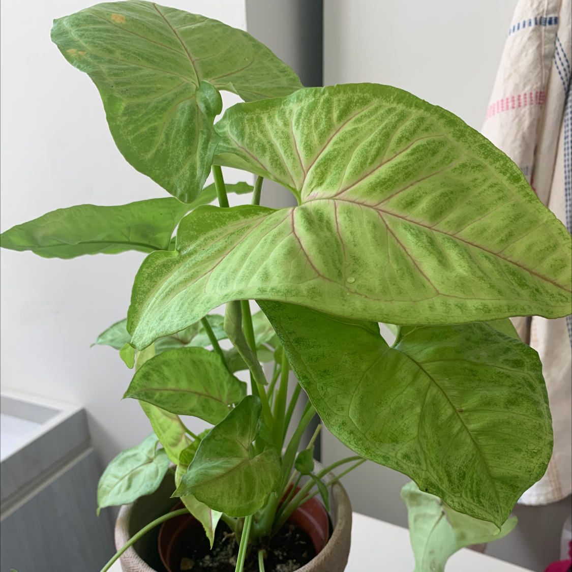 Arrowhead Plant plant photo by @vera named Harmony on Greg, the plant care app.