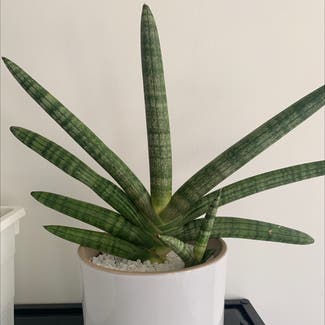 Cylindrical Snake Plant plant in Kallang, Singapore
