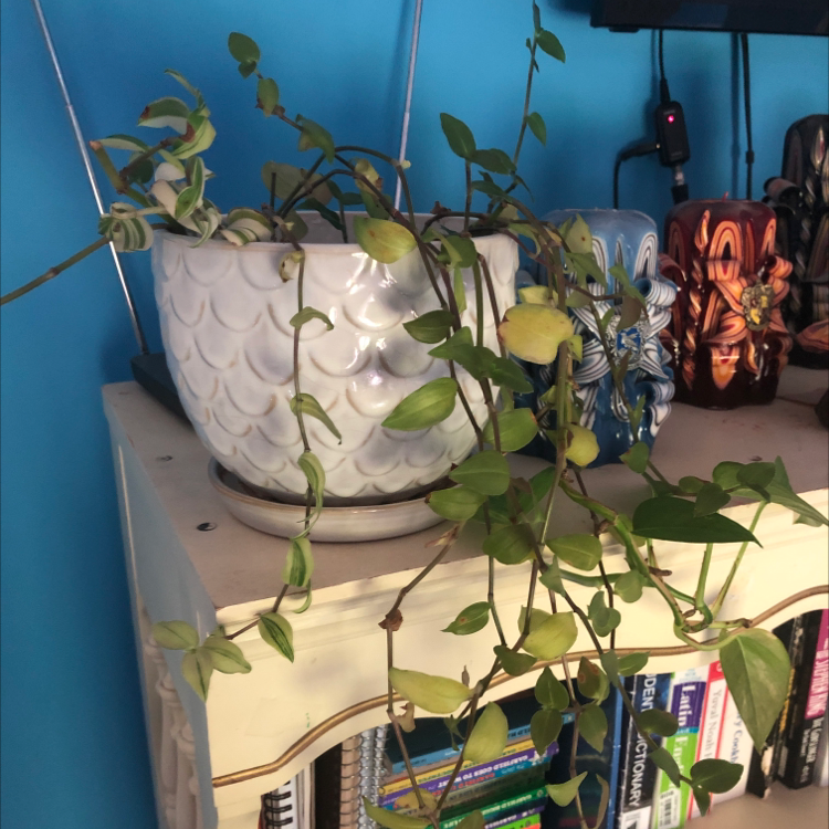 White-Edged Swedish Ivy in a pot with trailing vines and some yellowing leaves.