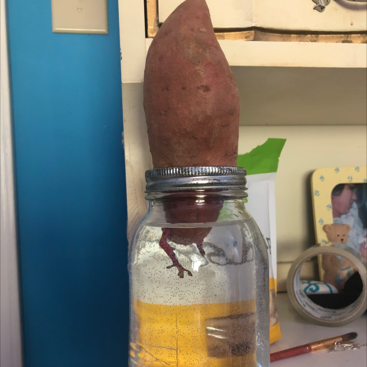 Healthy sweet potato vine growing in water and sand in a clear glass jar, with large tuber submerged and green leaves above.