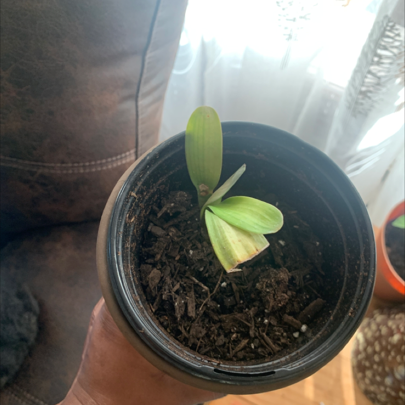 Small Bush Lily plant in a pot with some leaf discoloration, held by a hand.
