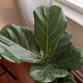 Fiddle Leaf Fig plant in Madison, Alabama
