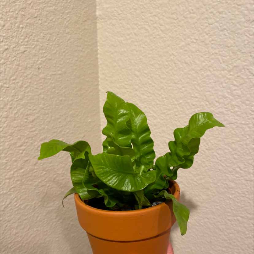 Hart's Tongue Fern in a terracotta pot with vibrant green leaves.
