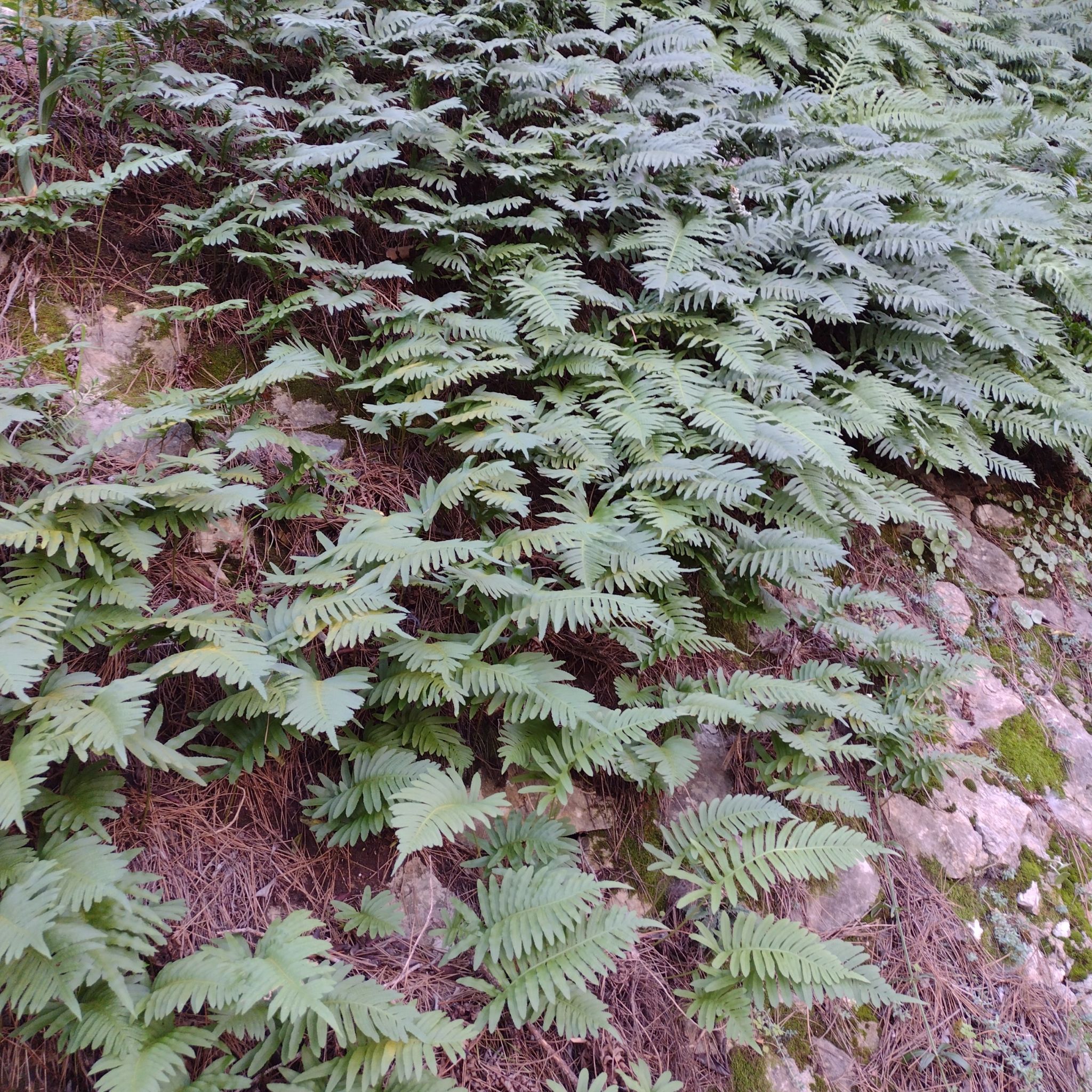 Dense growth of Southern Polypody ferns on a rocky and mossy surface.