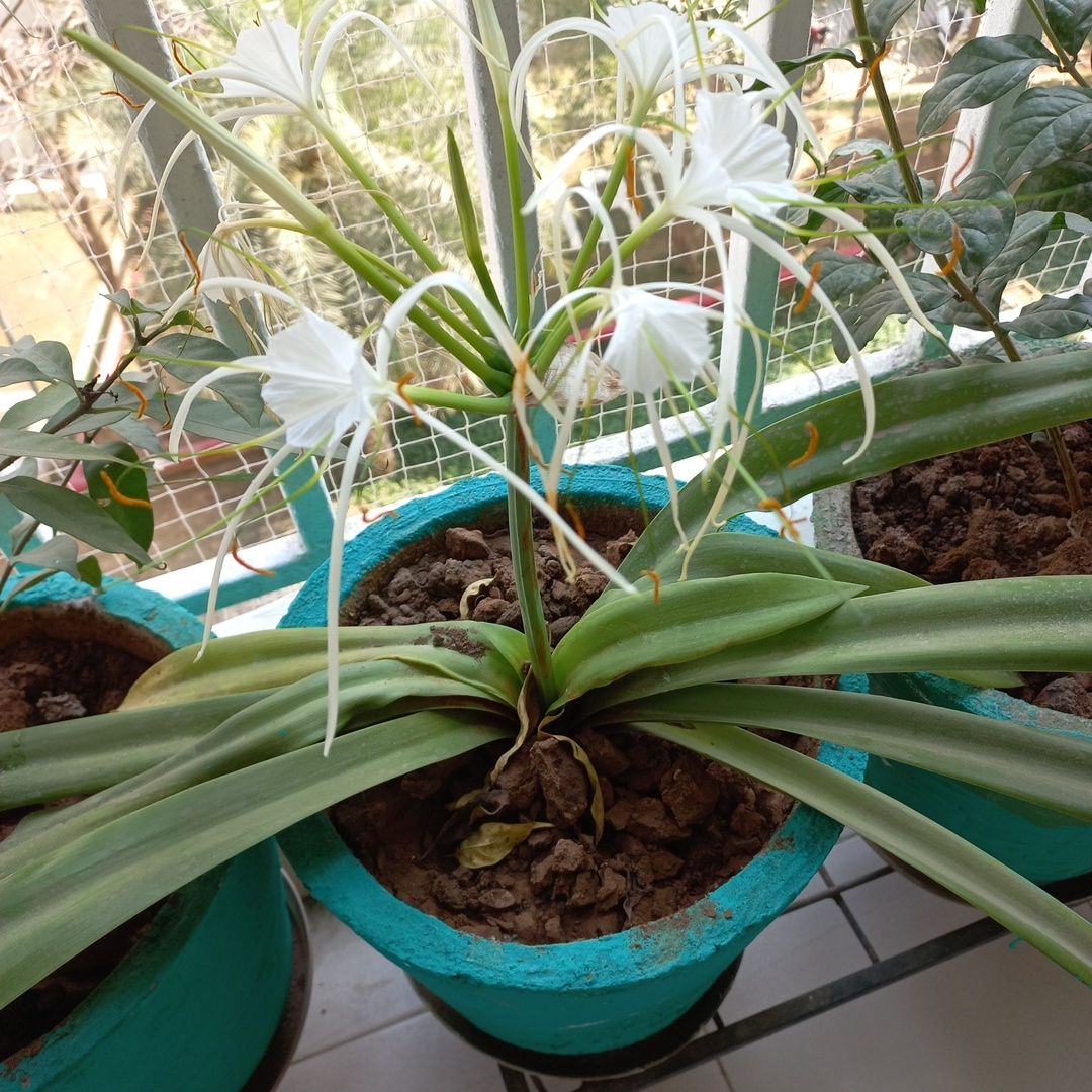 Beach Spiderlily plant in a pot with visible soil, green leaves, and white flowers.