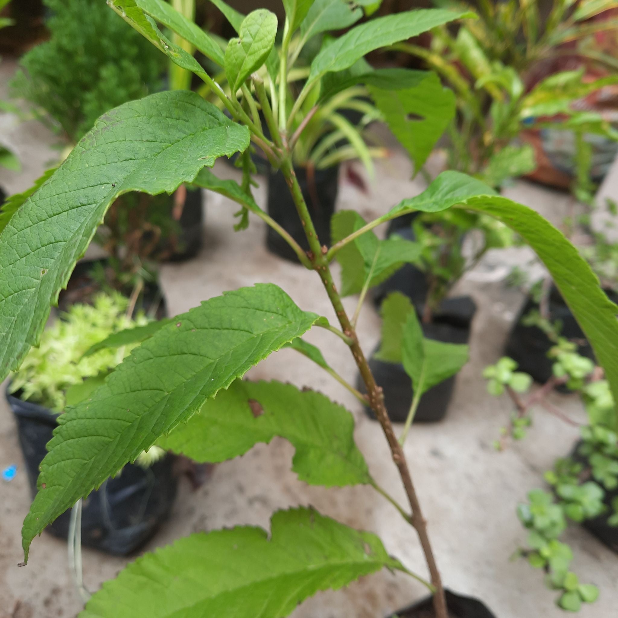 How Much Water Do Cherry Trees Need? A Complete Guide to Hydrating Your