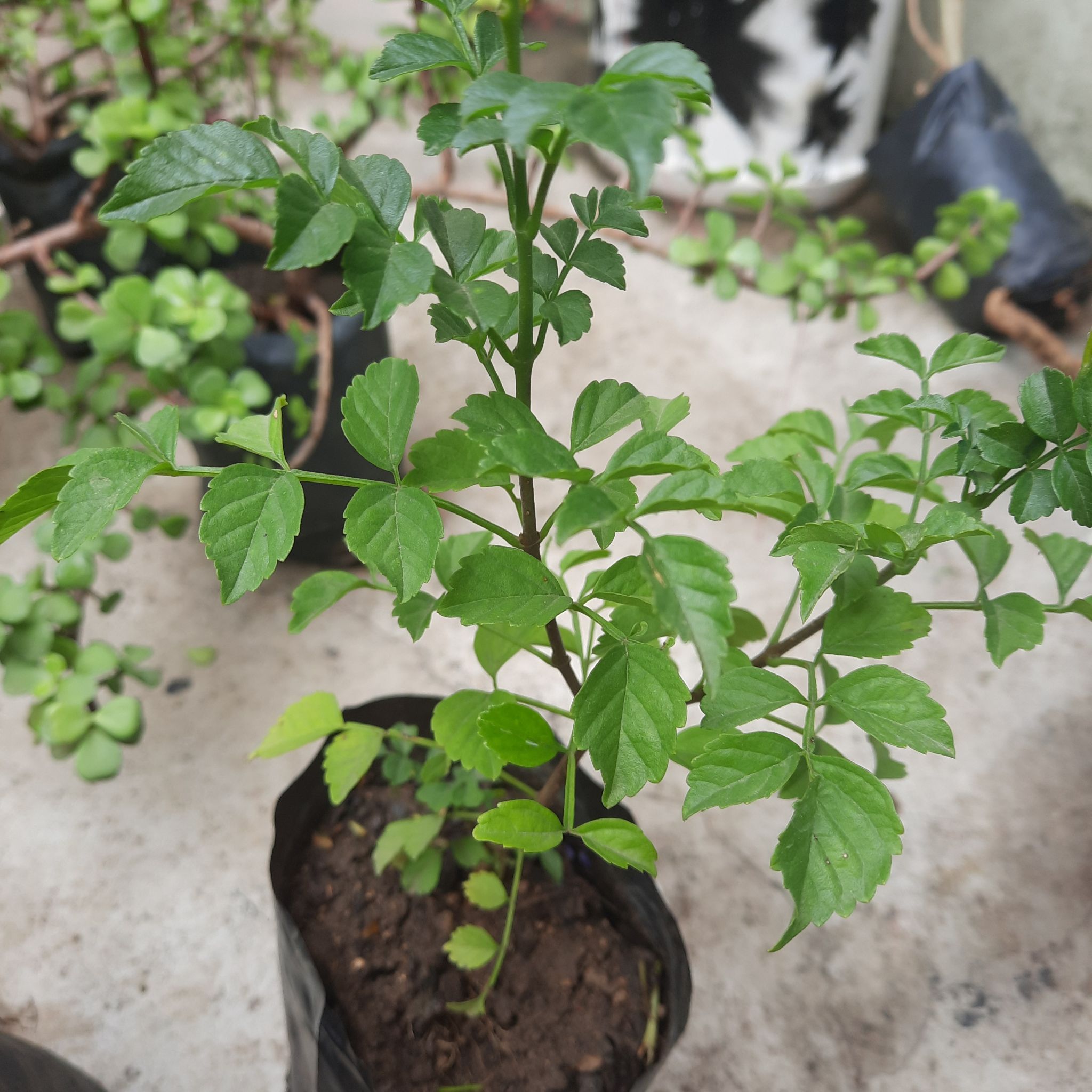 Young Tecoma capensis plant in a black plastic pot with green leaves.